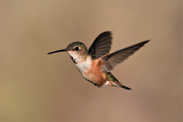 Free download rufous hummingbird hummingbird bird free picture to be edited with GIMP free online image editor