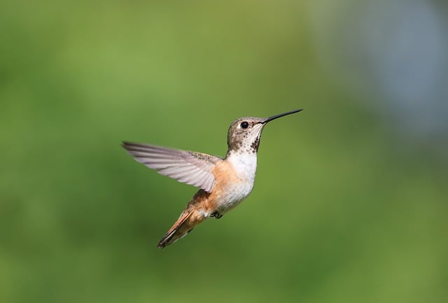 Free download rufous male bird nature wildlife free picture to be edited with GIMP free online image editor