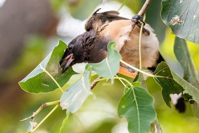 Téléchargement gratuit d'une image gratuite d'oiseau Treepie roux animal Treepie à modifier avec l'éditeur d'images en ligne gratuit GIMP