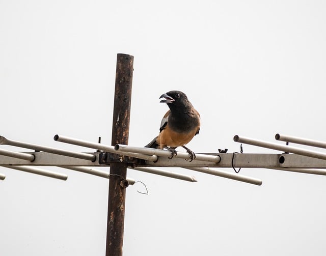 Free download rufous treepie bird perched treepie free picture to be edited with GIMP free online image editor