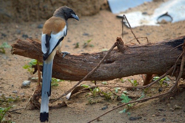 Téléchargement gratuit Rufous Treepie Indian Bird Gujarat - photo ou image gratuite à modifier avec l'éditeur d'images en ligne GIMP