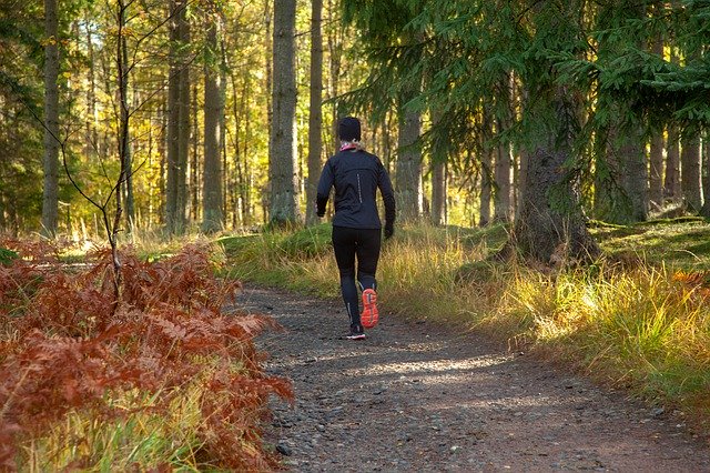 Muat turun percuma Run Jog Forest - foto atau gambar percuma untuk diedit dengan editor imej dalam talian GIMP