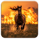 Running Horse  screen for extension Chrome web store in OffiDocs Chromium