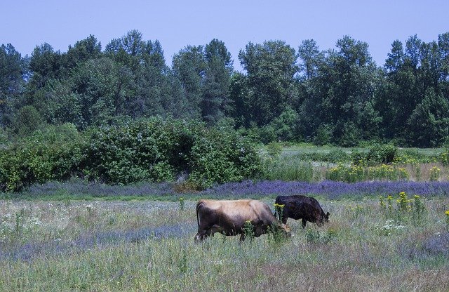 Libreng download Rural Field Cows - libreng larawan o larawan na ie-edit gamit ang GIMP online na editor ng imahe