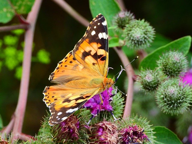 Descărcare gratuită Rusałka Osetnik Butterfly - fotografie sau imagine gratuită pentru a fi editată cu editorul de imagini online GIMP