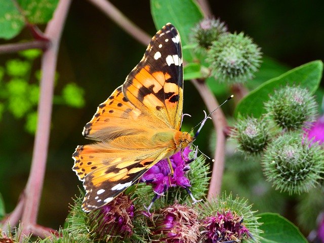 Free download Rusałka Osetnik Butterfly -  free photo or picture to be edited with GIMP online image editor