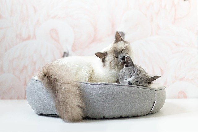 Vorlage Foto Russische Blaue Katze Kätzchen - für OffiDocs