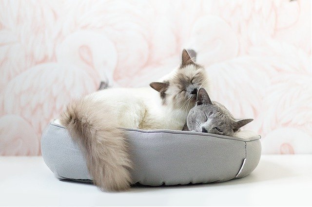 ดาวน์โหลดฟรี Russian Blue Cat Kitten - รูปถ่ายหรือรูปภาพฟรีที่จะแก้ไขด้วยโปรแกรมแก้ไขรูปภาพออนไลน์ GIMP