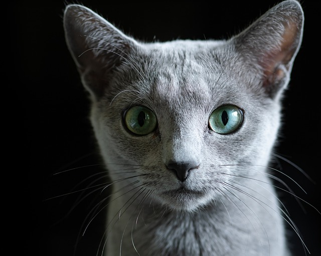 Free download russian blue cat pet animal free picture to be edited with GIMP free online image editor