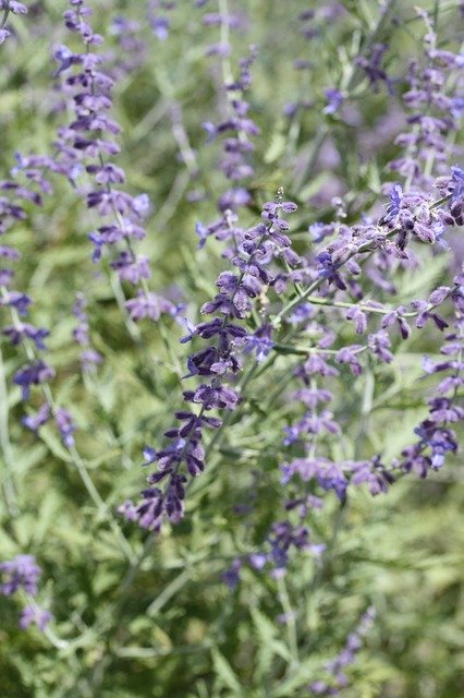 Free download Russian Sage Purple Flowers Flower -  free photo or picture to be edited with GIMP online image editor