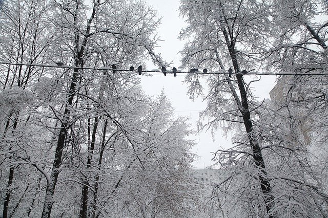 ロシアの冬の白い雪を無料ダウンロード - GIMP オンライン画像エディターで編集できる無料の写真または画像