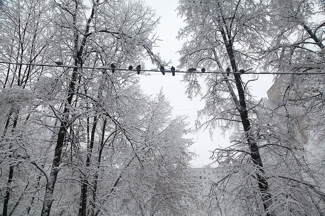 Free download Russian Winter White Snow -  free photo or picture to be edited with GIMP online image editor