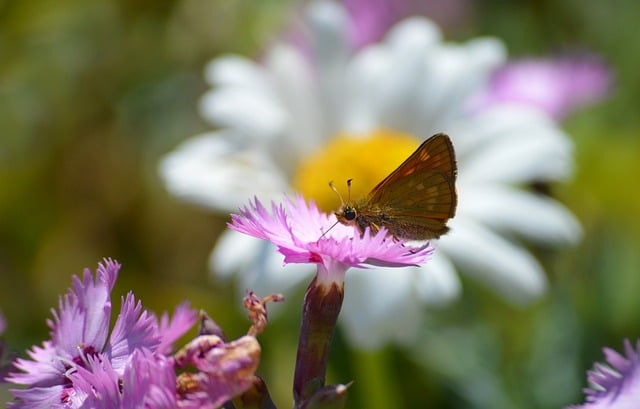 Free download rust colored skipper butterfly free picture to be edited with GIMP free online image editor