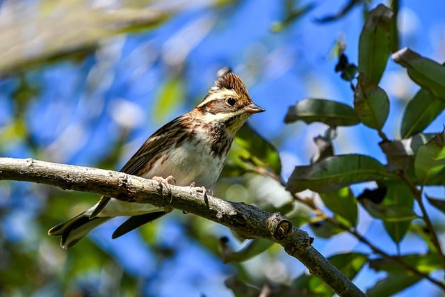 Free download rustic bunting bird animal free picture to be edited with GIMP free online image editor