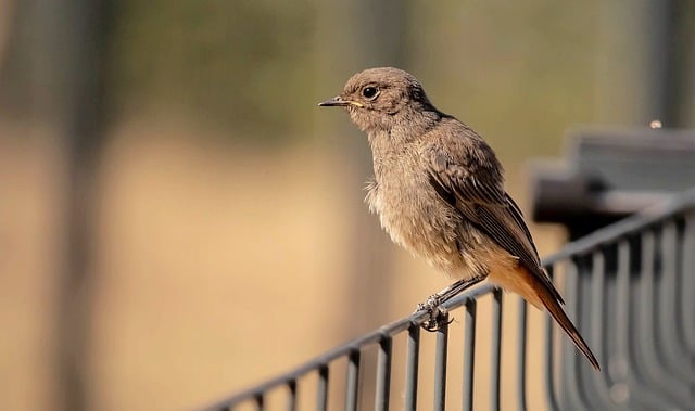 Free download rusty tailed nature bird free picture to be edited with GIMP free online image editor