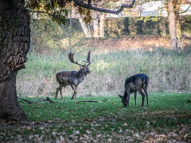 Libreng pag-download ng Rut Fallow Deer Animals - libreng larawan o larawan na ie-edit gamit ang GIMP online na editor ng imahe