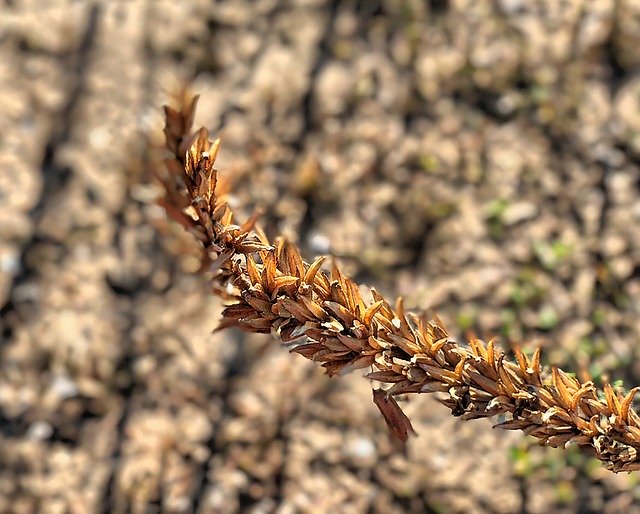 Free download Rye Cereals Field -  free photo or picture to be edited with GIMP online image editor