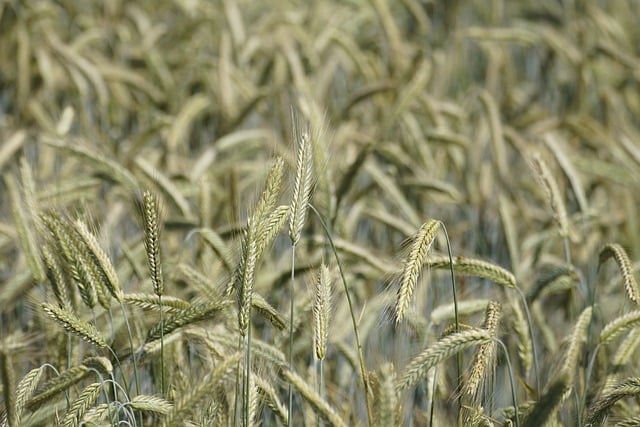 Free download rye cornfield agriculture grains free picture to be edited with GIMP free online image editor