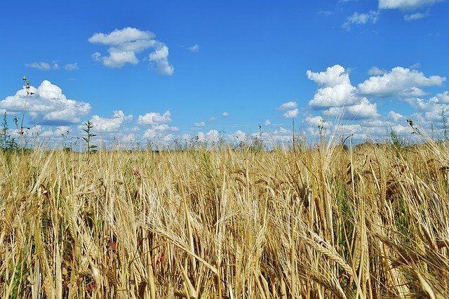 Free download Rye Field Land -  free photo or picture to be edited with GIMP online image editor