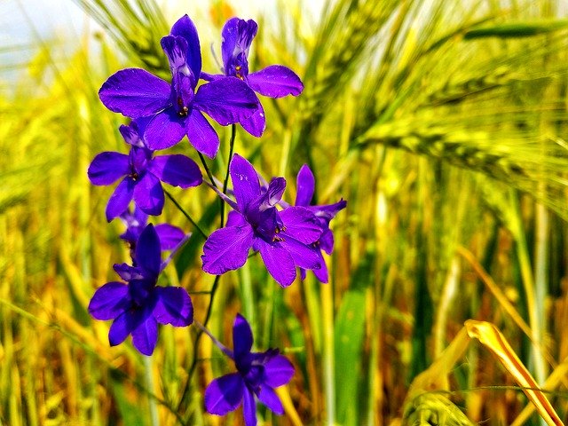 Free picture Rye Flower Purple -  to be edited by GIMP free image editor by OffiDocs