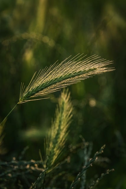 Free download rye grain field agriculture nature free picture to be edited with GIMP free online image editor