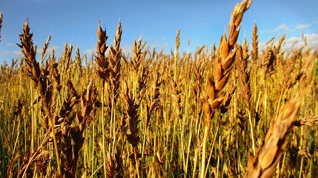 Free download Rye Wheat Kolos -  free photo or picture to be edited with GIMP online image editor
