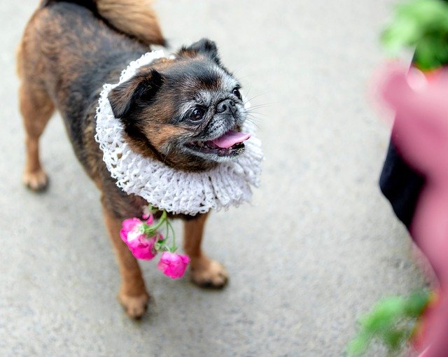 Muat turun percuma Sabaki ManS Best Friend Animal - foto atau gambar percuma untuk diedit dengan editor imej dalam talian GIMP