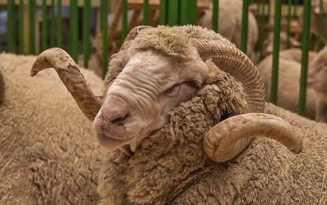 Bezpłatne pobieranie Sad Baran Animal The Horn Of - darmowe zdjęcie lub obraz do edycji za pomocą internetowego edytora obrazów GIMP