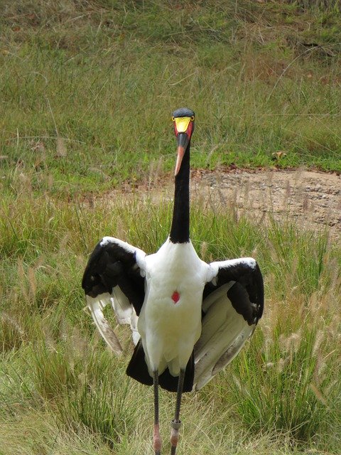 Free download Saddle Billed Stork -  free free photo or picture to be edited with GIMP online image editor