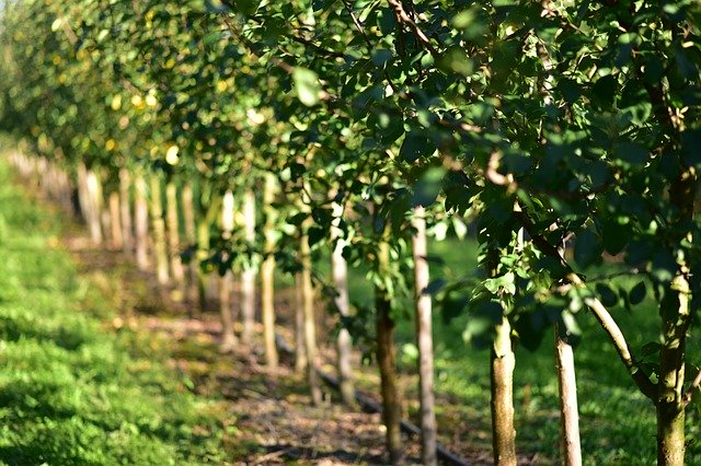 বিনামূল্যে ডাউনলোড করুন Sad In The Fall Autumn - বিনামূল্যে ছবি বা ছবি GIMP অনলাইন ইমেজ এডিটর দিয়ে সম্পাদনা করা হবে