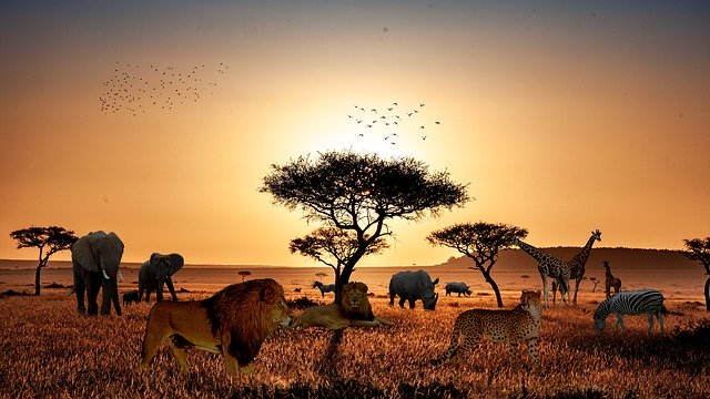 Template Photo Safari Animals Lion -  for OffiDocs