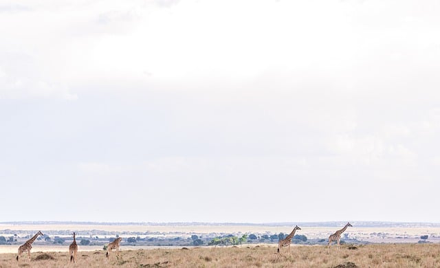 Free download safari landscape maasai giraffe free picture to be edited with GIMP free online image editor