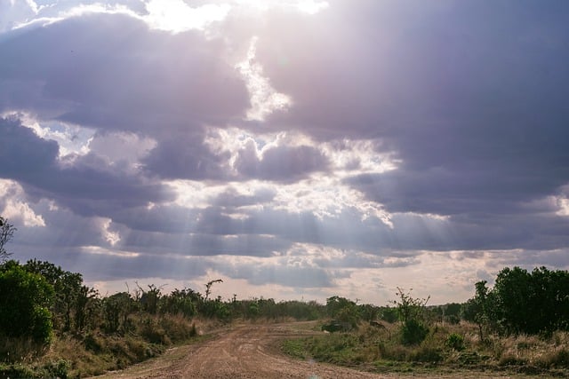 Free download safari landscape road savannah free picture to be edited with GIMP free online image editor