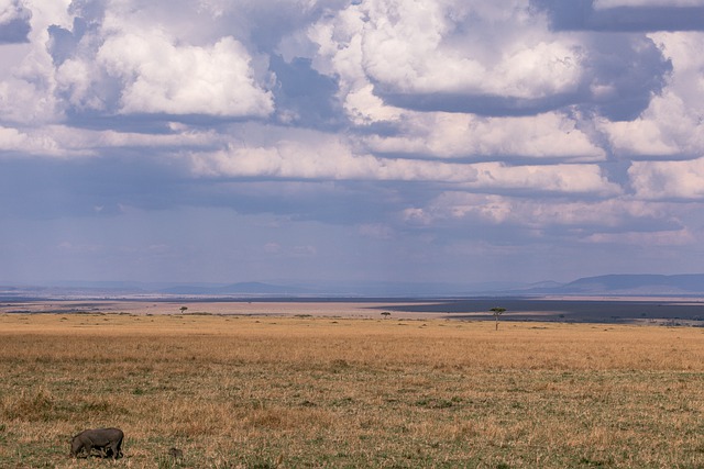 Free download safari landscape warthog animal free picture to be edited with GIMP free online image editor