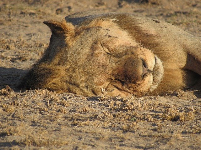 Muat turun percuma Safari Wildlife Animal - foto atau gambar percuma untuk diedit dengan editor imej dalam talian GIMP