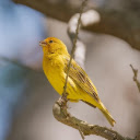 SAFFRON BIRD THEME  screen for extension Chrome web store in OffiDocs Chromium