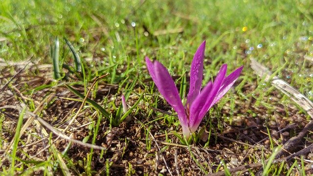 Free picture Saffron Flower Rocio Nature -  to be edited by GIMP free image editor by OffiDocs