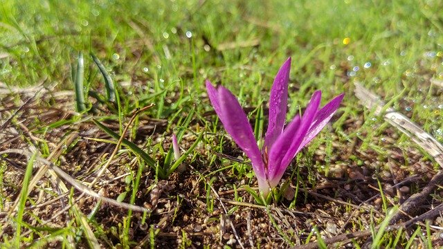 Téléchargement gratuit Fleur de Safran Rocio Nature - photo ou image gratuite à modifier avec l'éditeur d'images en ligne GIMP