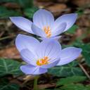 saffron flower wallpaper  screen for extension Chrome web store in OffiDocs Chromium