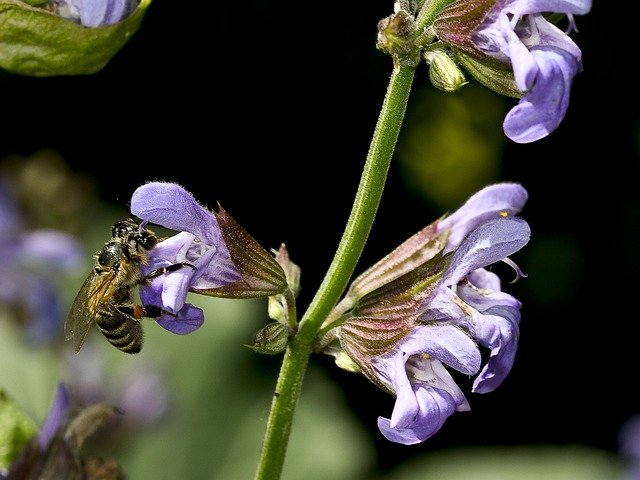 Free download Sage Flower Nature Bee Close -  free photo or picture to be edited with GIMP online image editor