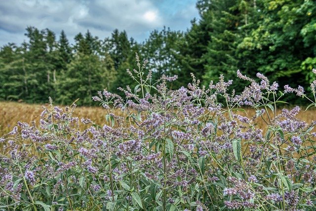Free download Sage Herb Spice -  free photo or picture to be edited with GIMP online image editor