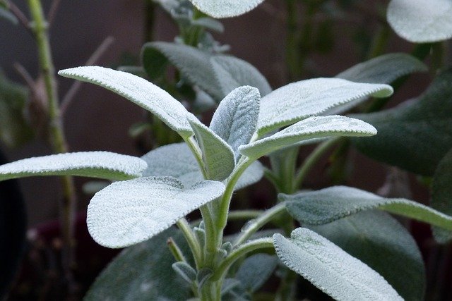 Free download Sage Herbs Plant -  free photo or picture to be edited with GIMP online image editor
