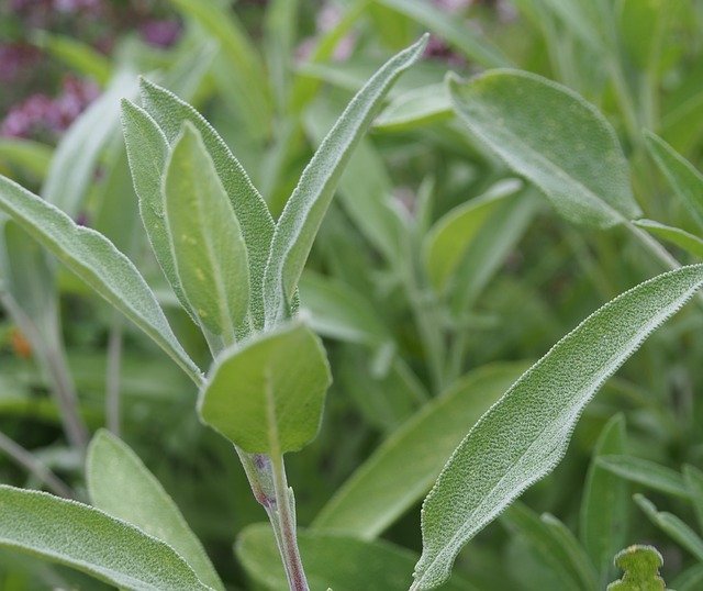 Free download Sage Herbs Vegetable -  free photo or picture to be edited with GIMP online image editor