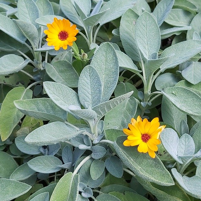 Téléchargement gratuit Sage Medicinal Plant Herb - photo ou image gratuite à éditer avec l'éditeur d'images en ligne GIMP