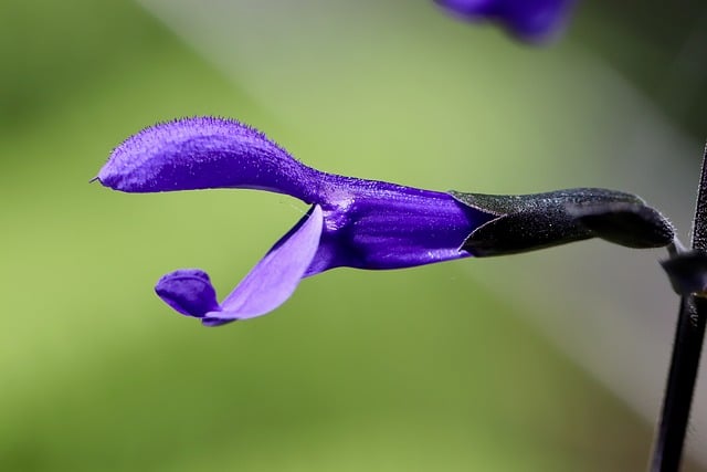 Free download sage sage flower purple flower free picture to be edited with GIMP free online image editor