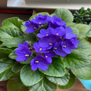 Saintpaulias flower wallpaper  screen for extension Chrome web store in OffiDocs Chromium