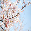 Sakura 2k  screen for extension Chrome web store in OffiDocs Chromium