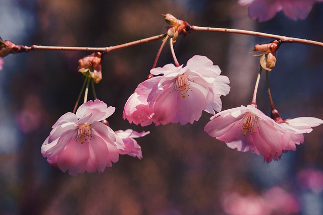 Free download sakura bloom flower nature flora free picture to be edited with GIMP free online image editor