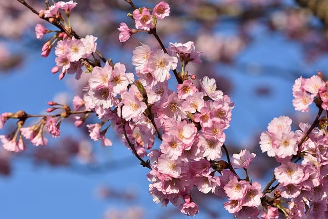 Free download sakura flower cherry blossoms free picture to be edited with GIMP free online image editor