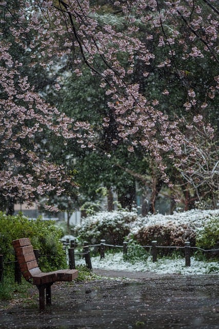 Scarica gratuitamente l'immagine gratuita di Sakura Snow Bench Park Nature da modificare con l'editor di immagini online gratuito GIMP